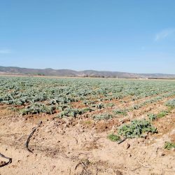 Lire la suite à propos de l’article Manouba : Récupération d’une ferme domaniale agricole de 142 he.