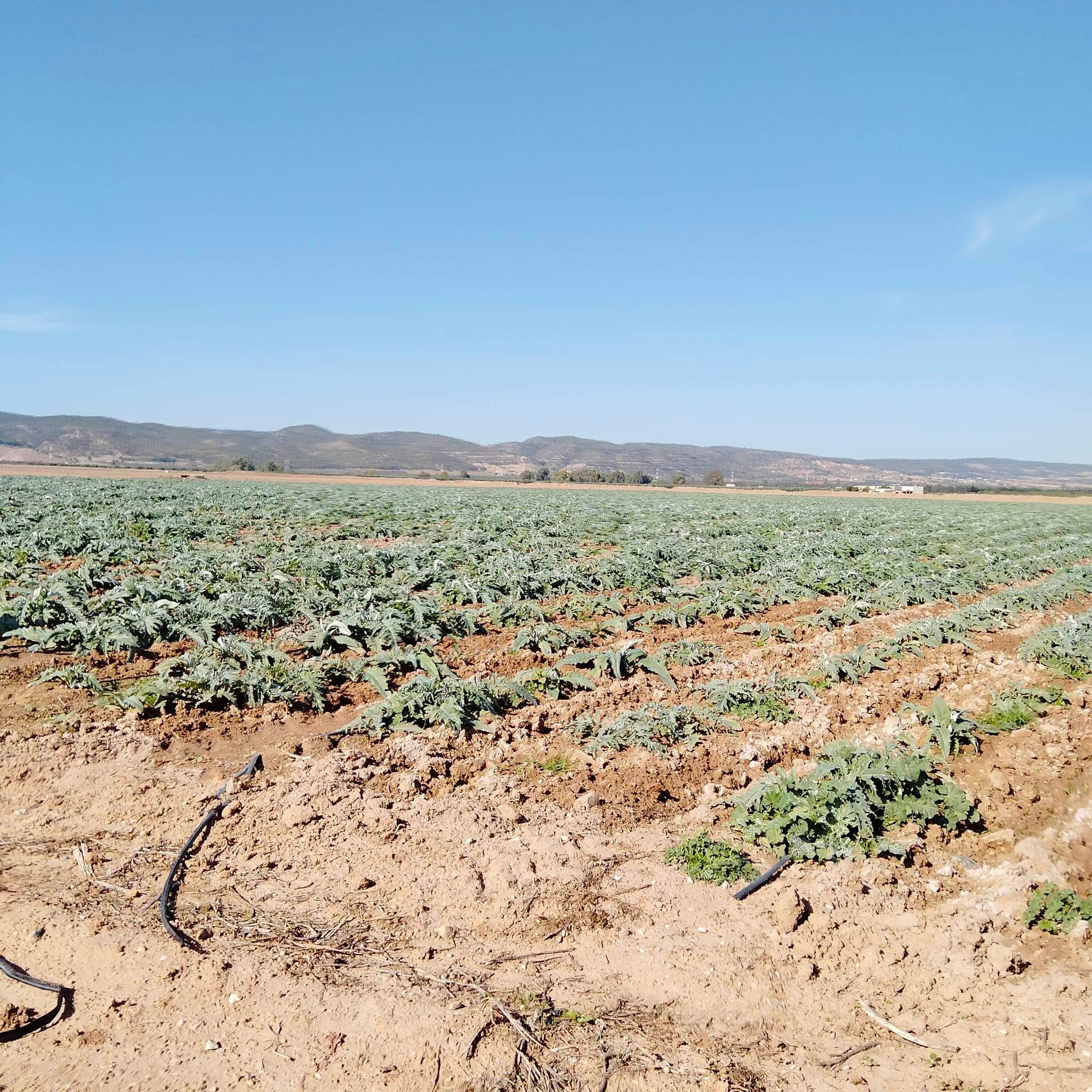 You are currently viewing Manouba : Récupération d’une ferme domaniale agricole de 142 he.