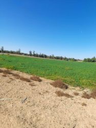 Read more about the article Sfax: L’Etat récupère un terrain domanial agricole de 34 he.