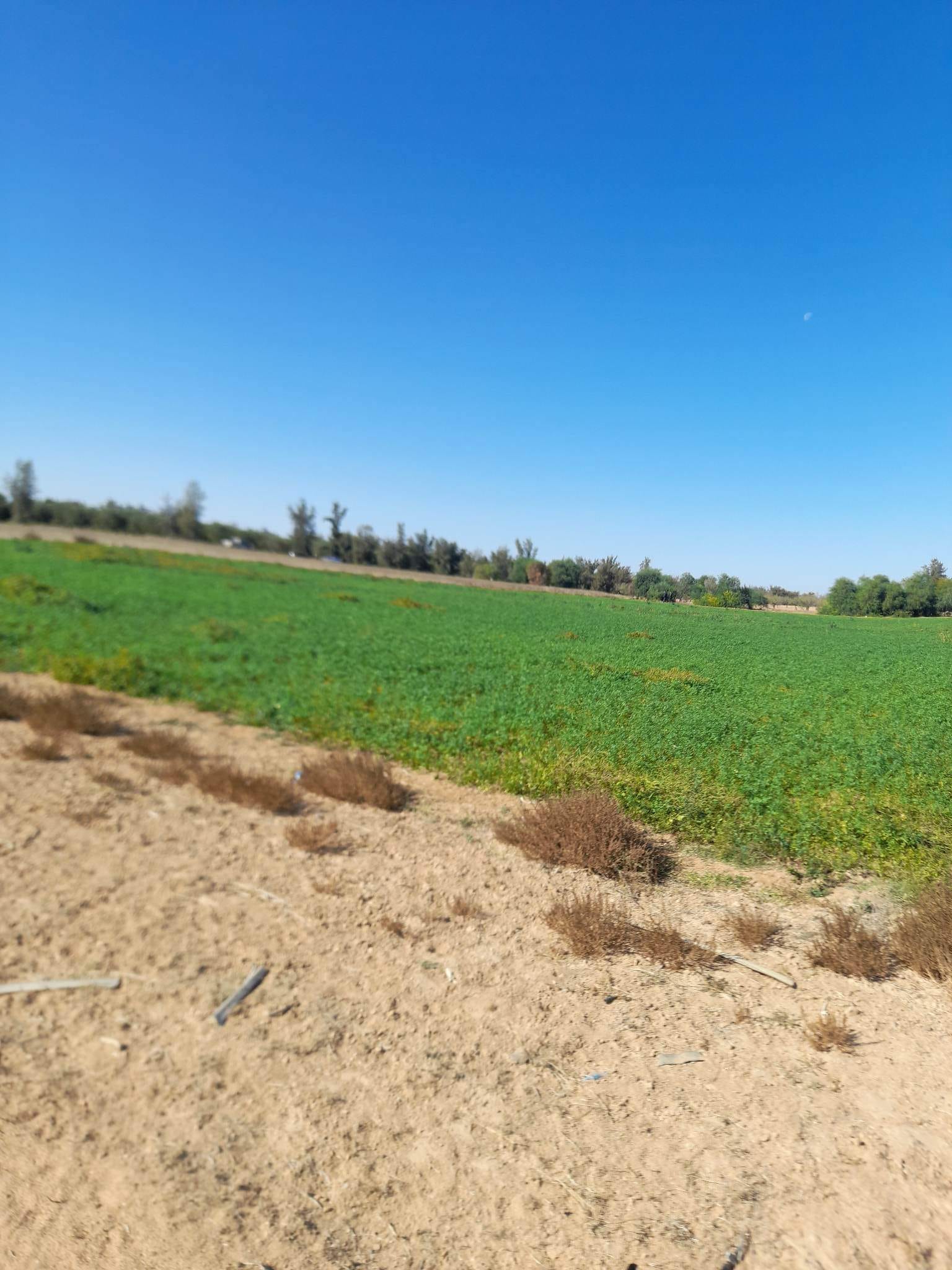 You are currently viewing Sfax: L’Etat récupère un terrain domanial agricole de 34 he.