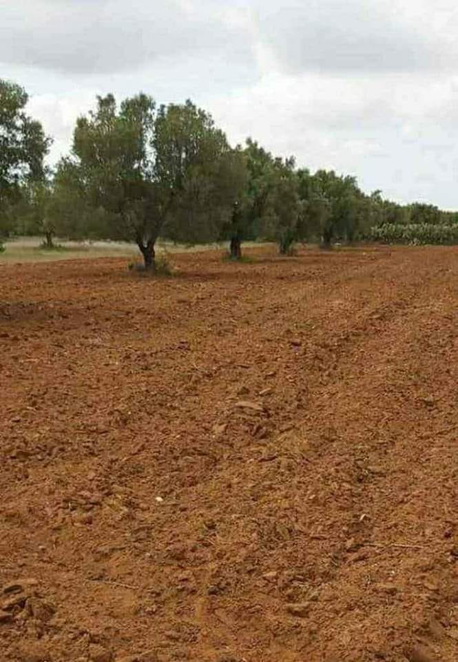 You are currently viewing Récupération d’un terrain domanial agricole dans la délégation de Cherarda du gouvernorat de Kairouan.