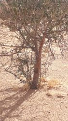 Lire la suite à propos de l’article L’Etat récupère 06 terrains domaniaux agricoles totalisant 50he à Sidi Bouzid.