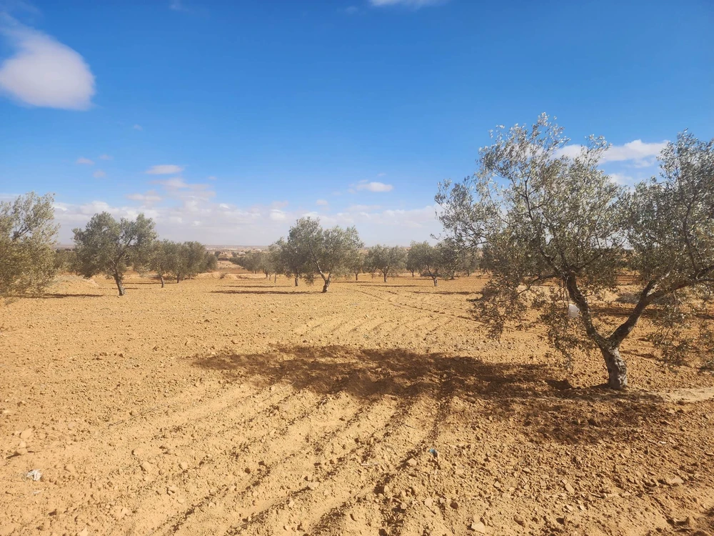 You are currently viewing Sfax: L’Etat récupère un terrain domanial agricole de 11 he.